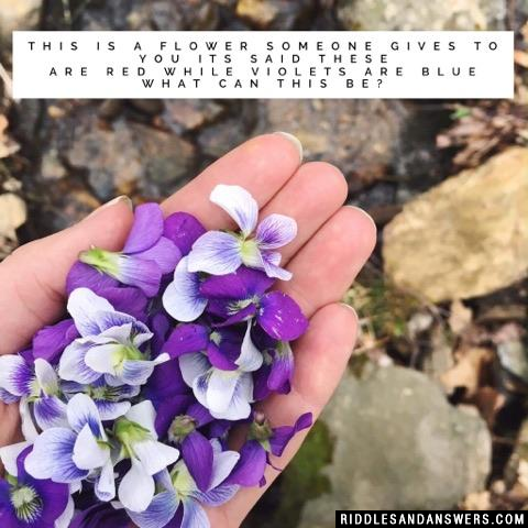 这是一个花有人给你说这些是红色的,紫罗兰是蓝色的这是什么?