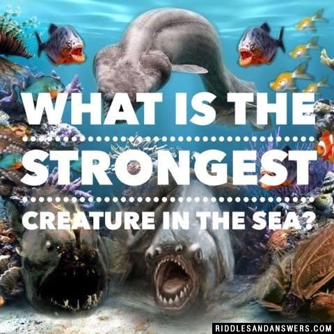 海里最强壮的生物是什么?