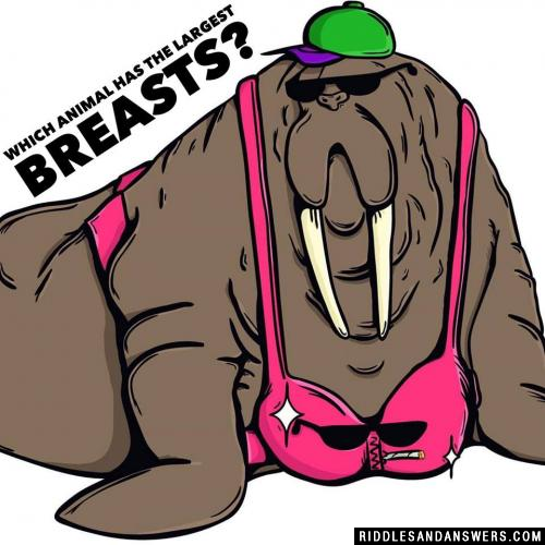 哪种动物的乳房最大?