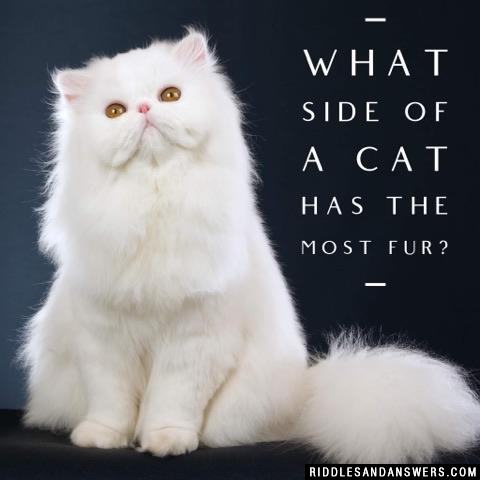 最皮毛的猫有什么?