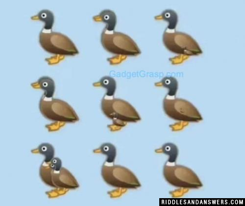 图中有多少只鸭子?