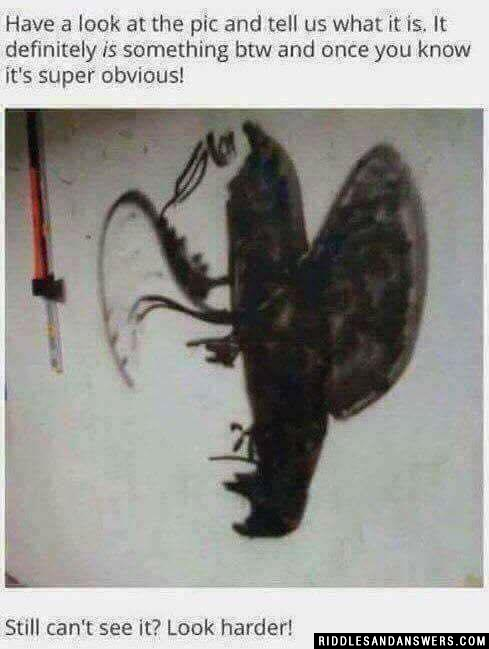 看看这张照片，告诉我们它是什么。顺便说一下，一旦你知道了，这是非常明显的!还是看不出来?看起来困难!