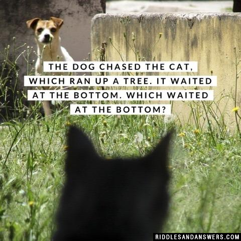 狗追赶猫，猫跑上了树。它在底部等着。哪个在底部等待?